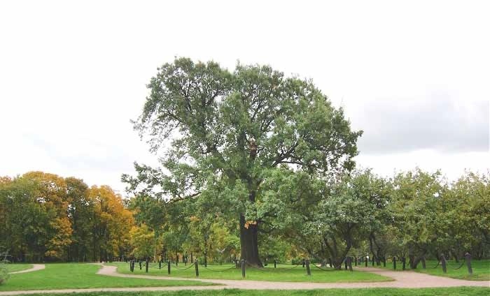 Дуб - старейшина "Петр I"