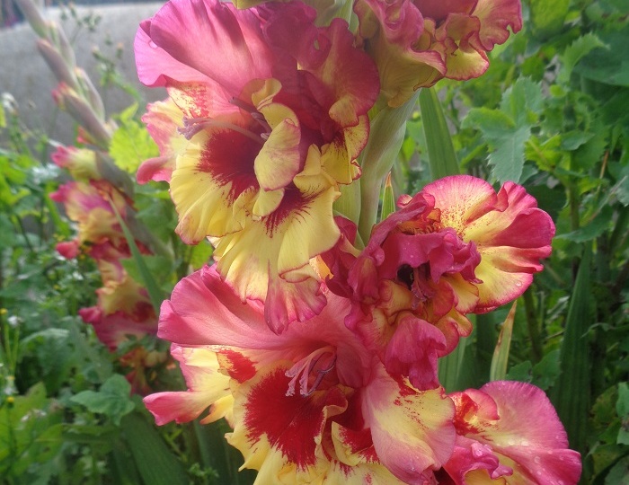 Последнее условие, которое нужно соблюдать, чтобы вырастить гладиолусы