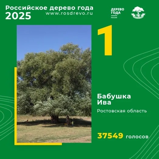 Бабушка ива