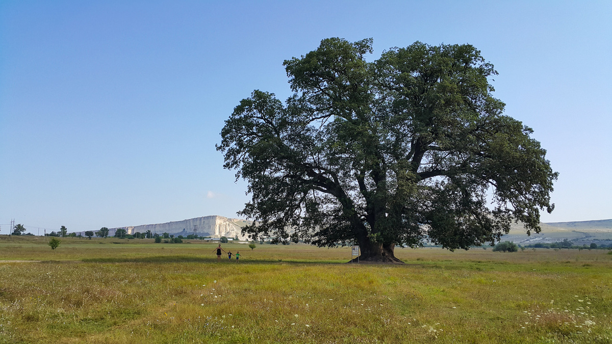 «Суворовский дуб» из Крым