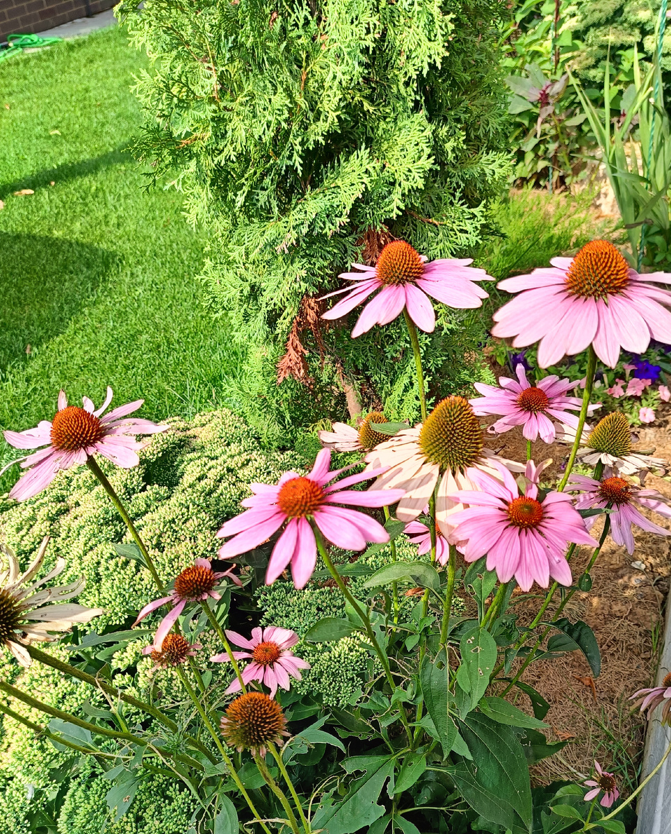 Сад автора, Эхинацея пурпурная