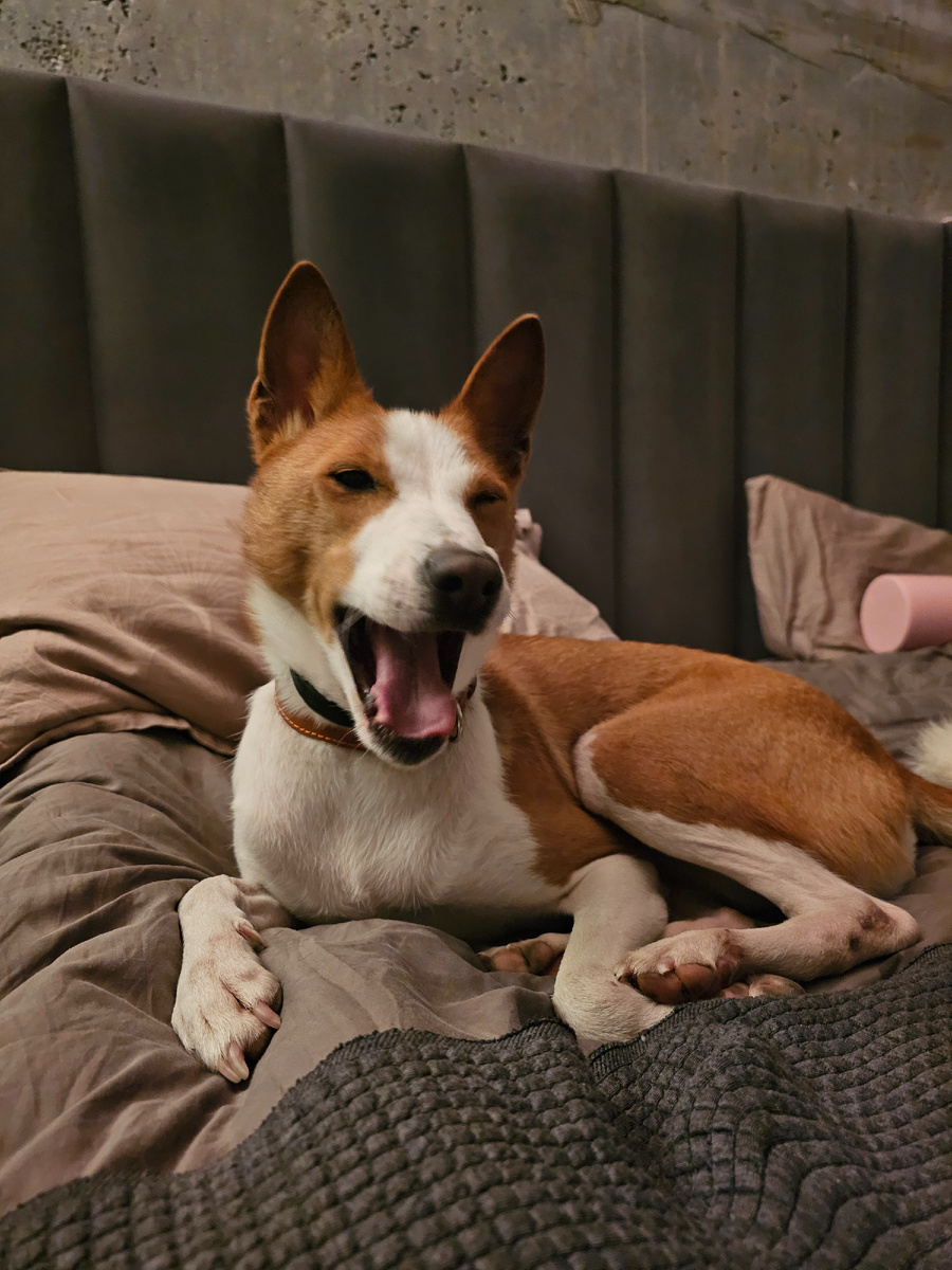 Арнольд басенджи