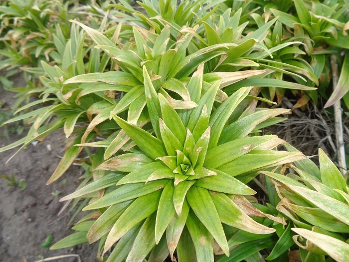 Фото автора. Лилии подмерзли