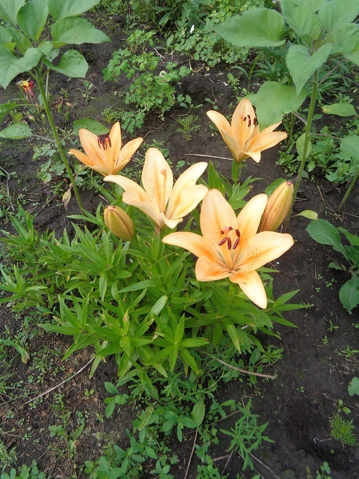 Фото автора. лилия Менорка