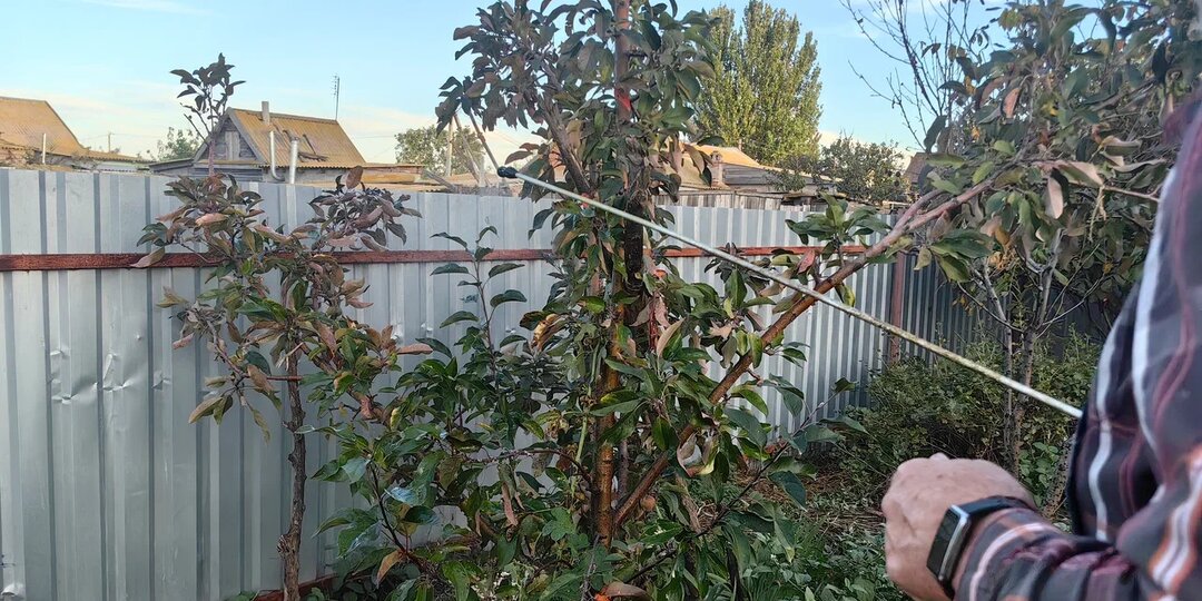 Осенняя искореняющая обработка по листопаду: что можно, а что нельзя обрабатывать смесью мочевины и железного купороса