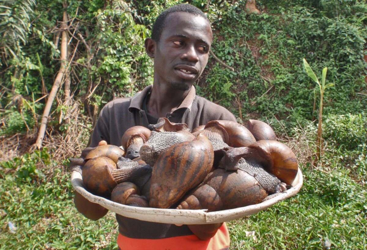 К слову, на родине ахатин, в Восточной и Южной Африке, их спокойно собирают и едят. Ещё бы, почти килограмм свежего мяса ползает по земле.