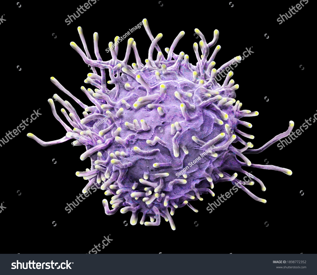 Активированный Т-лимфоцит https://www.shutterstock.com/shutterstock/photos/1898772352/display_1500/stock-photo-activated-t-lymphocyte-offset-collection-1898772352.jpg