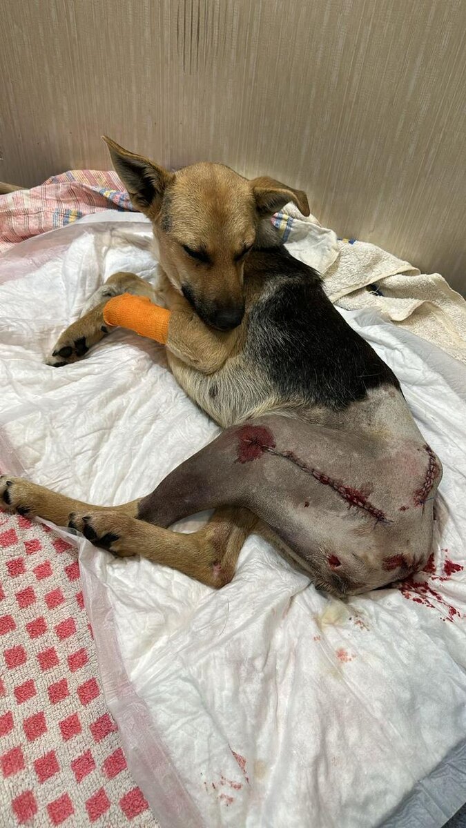 Вон сколько швов!  Как тут ухи не развесить?