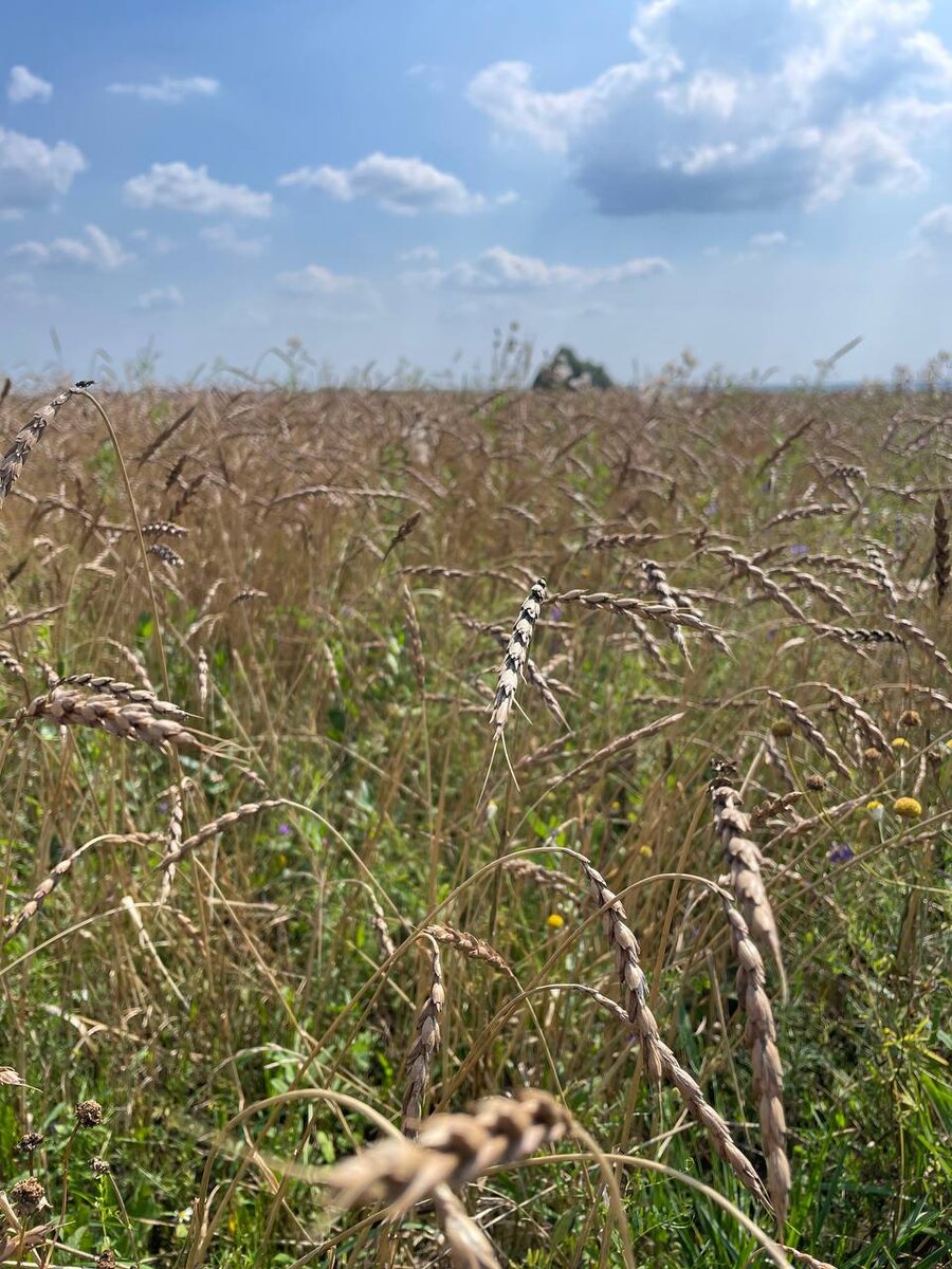 поля фермы "Чёрный хлеб"