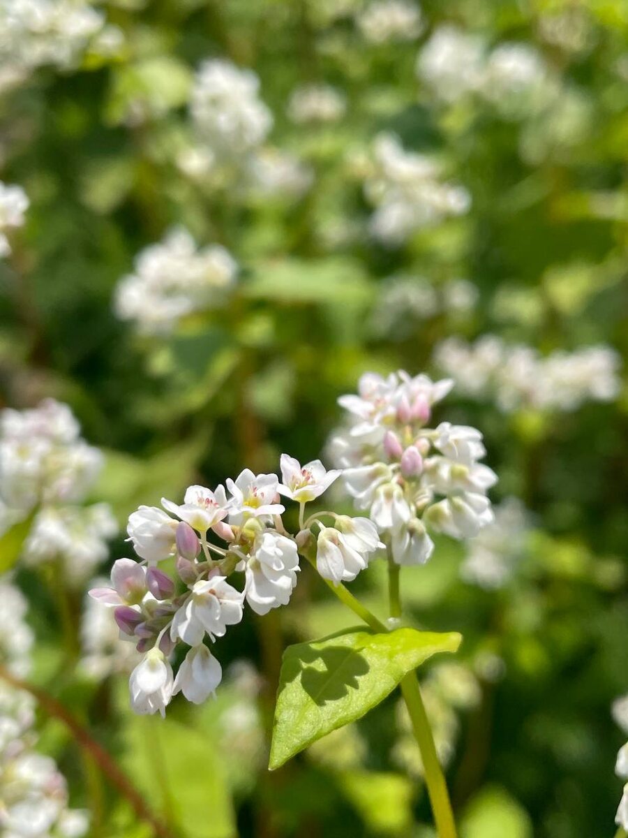 Гречиха "Чёрный хлеб"