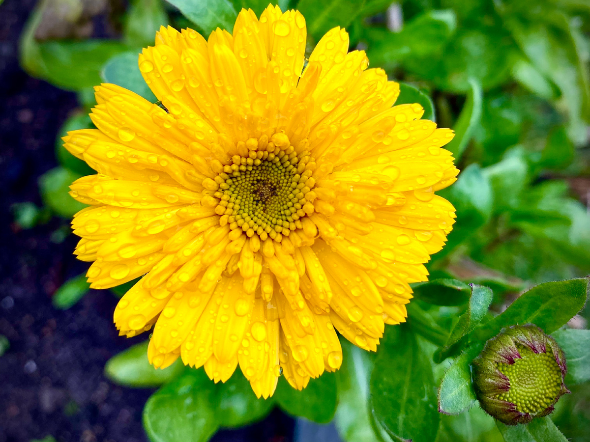 Похоже дотянут до ноября коготки с огорода