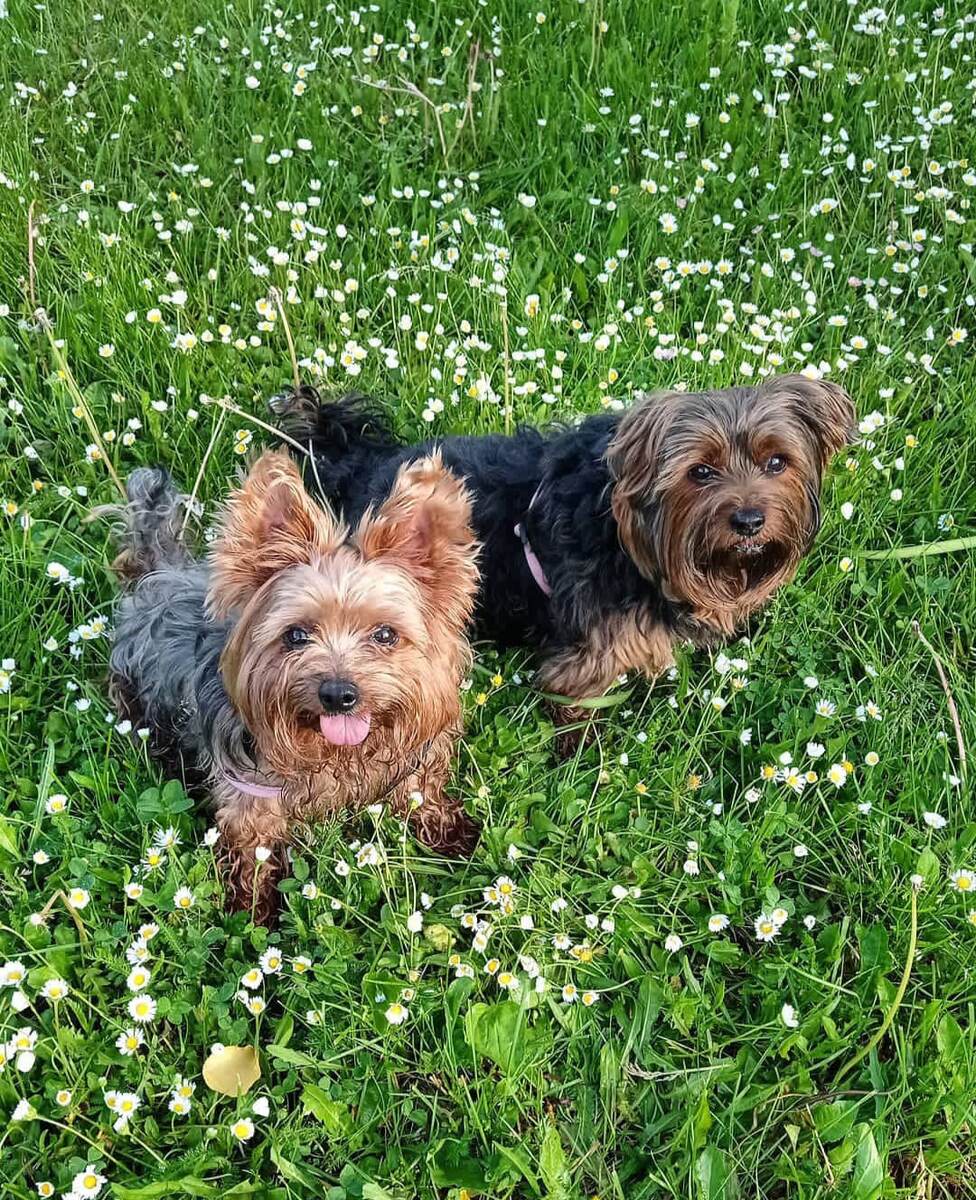 Мишутка и Малышок - это гармония красоты, интеллекта и преданности. Каждый их жест полон грации, а взгляд - безграничной любви. 