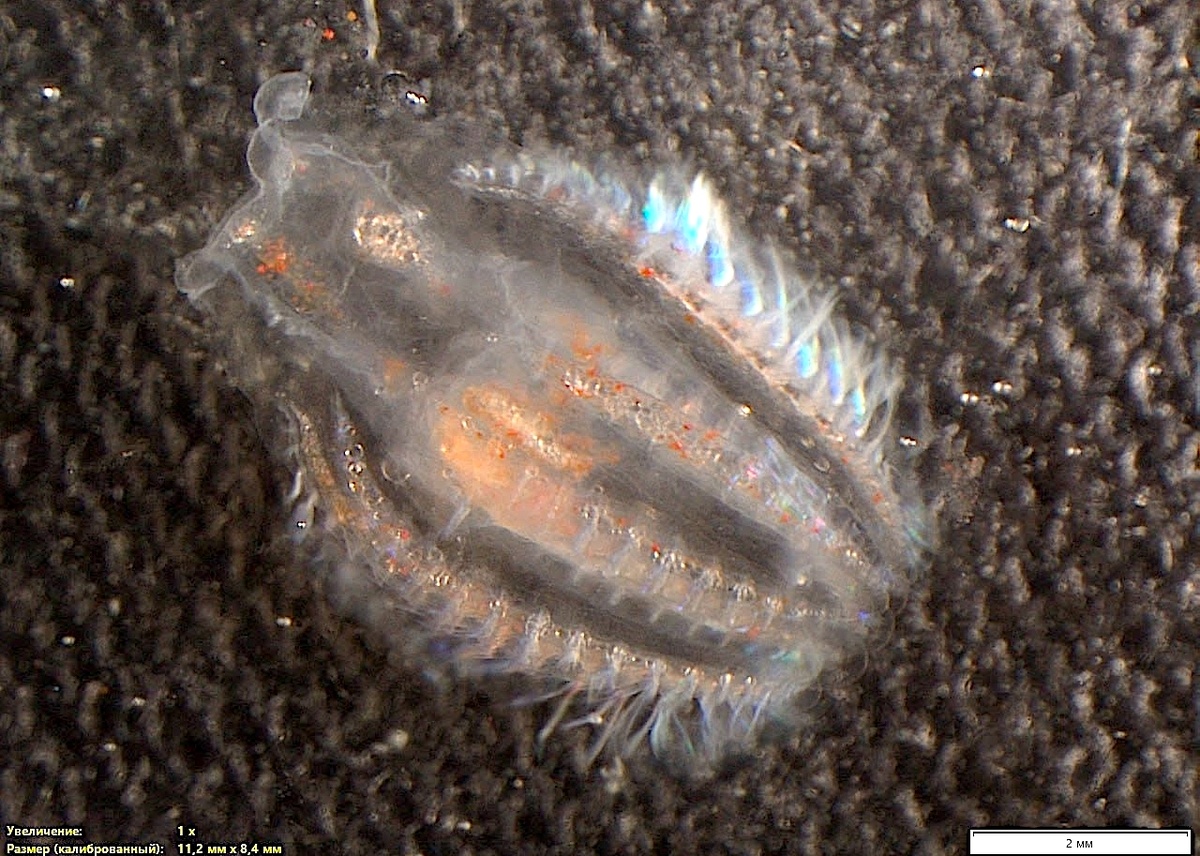 Фото: Ярослава Процюк, ААНИИ / vk.com/arcticandantarctic