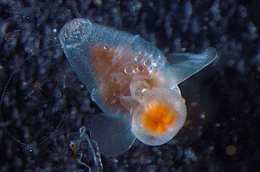 Фото: Ярослава Процюк, ААНИИ / vk.com/arcticandantarctic