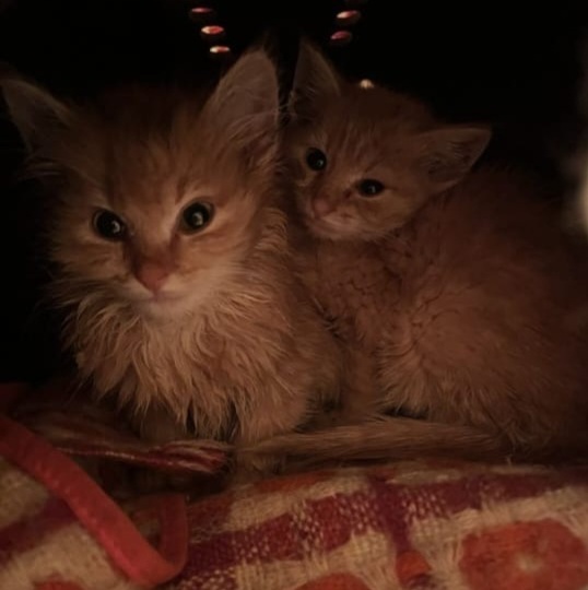 Хотел купить породистого кота, в итоге взял двух найдышей в пакете