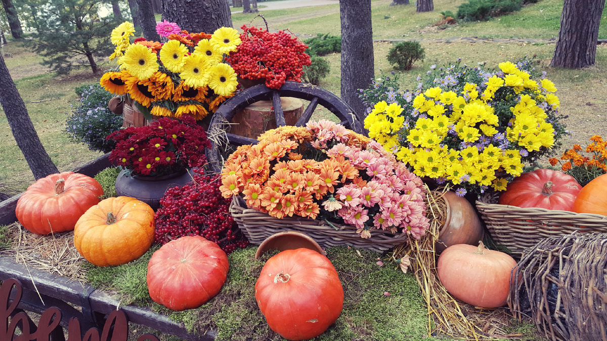 Городец. "Изумрудное". Праздник урожая. Нижегородская область.