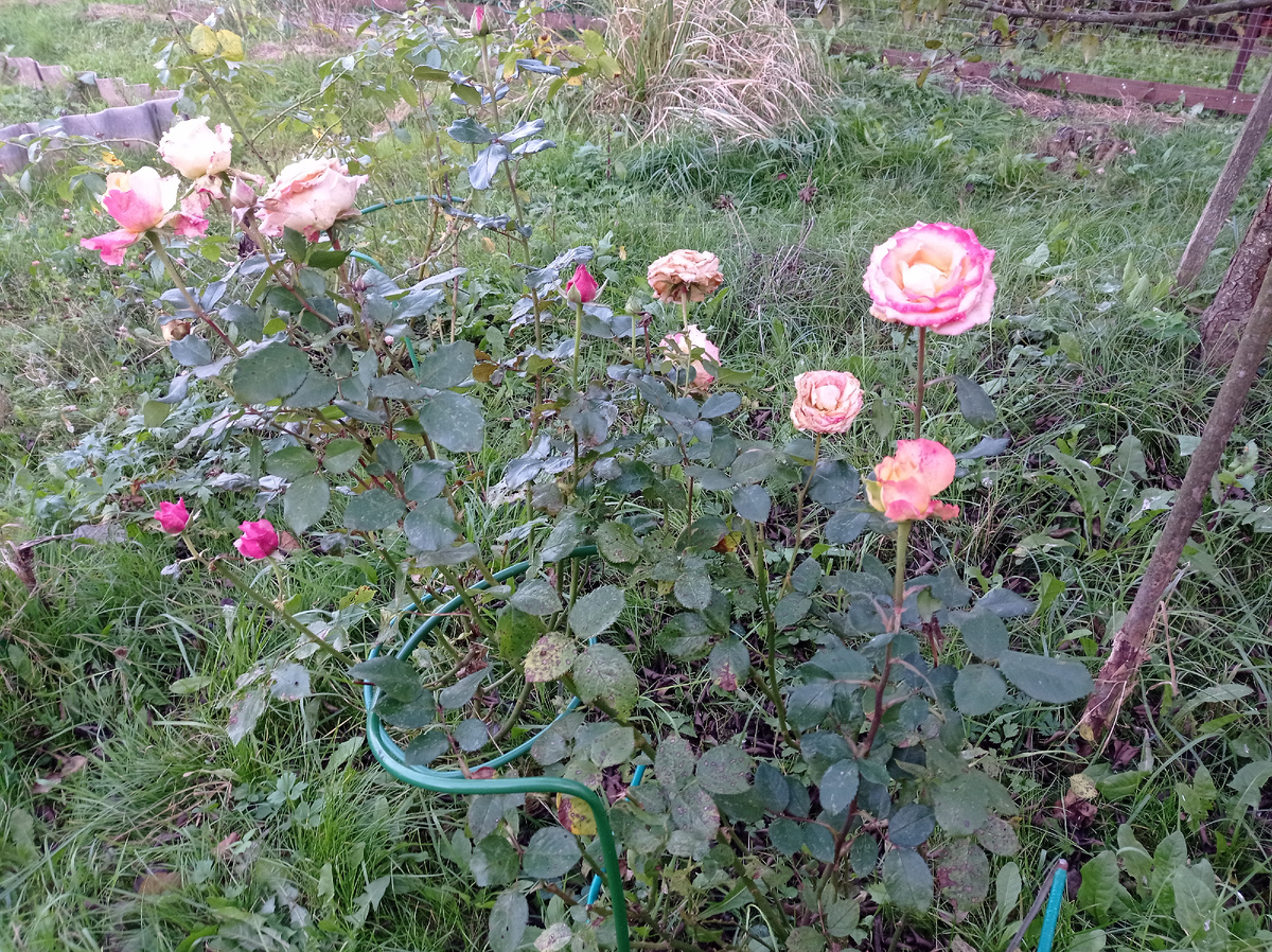 Это мои красавицы в конце сентября. Не хочу их потерять,, поэтому поставлю дуги и закрою укрывным материалом 