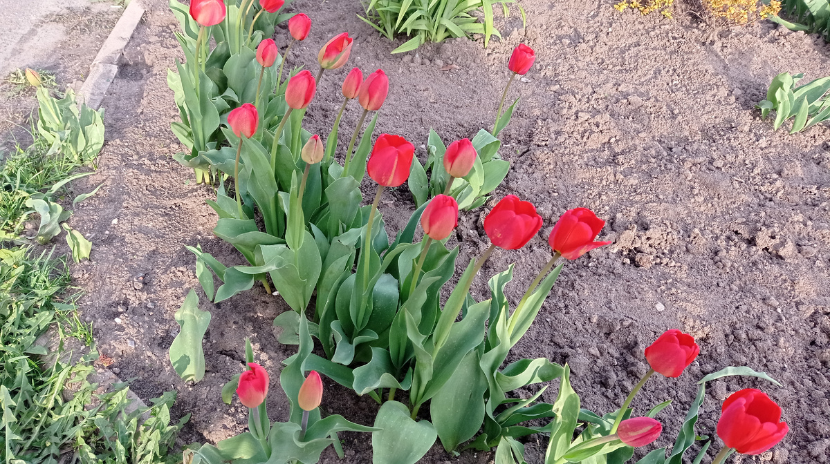 Люблю тюльпаны и нарциссы, но их выгонкой не занимаюсь. Листайте галерею