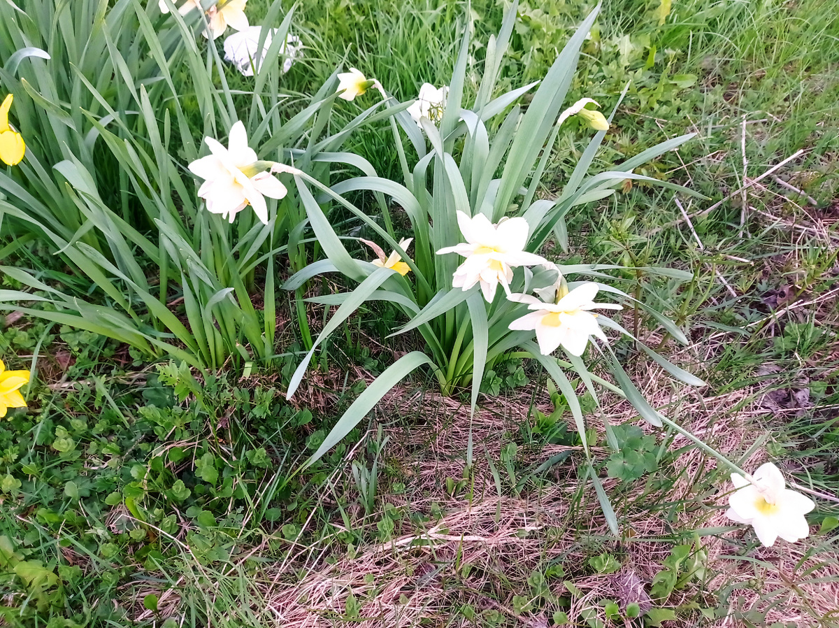 Это одна из куртинок с нарциссами - они здесь махровые