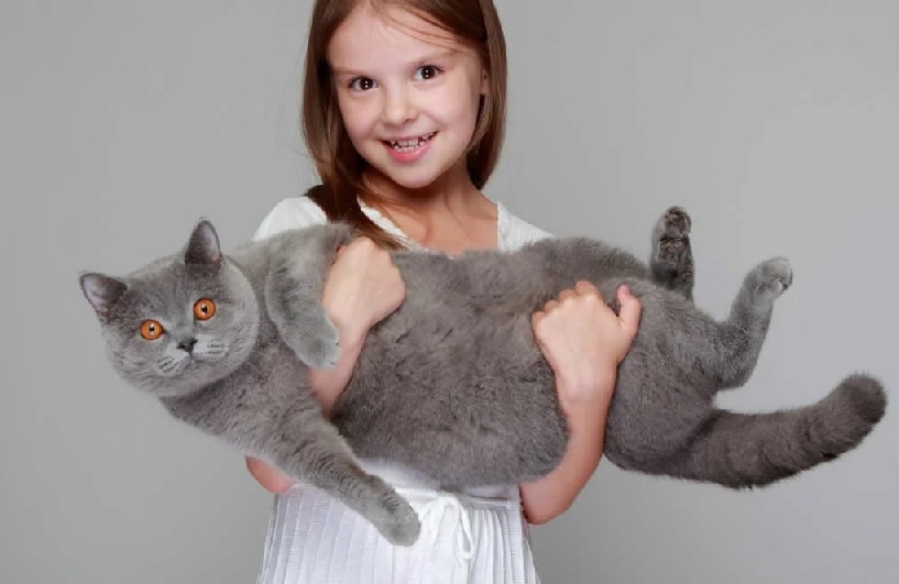 девочка и серый кот