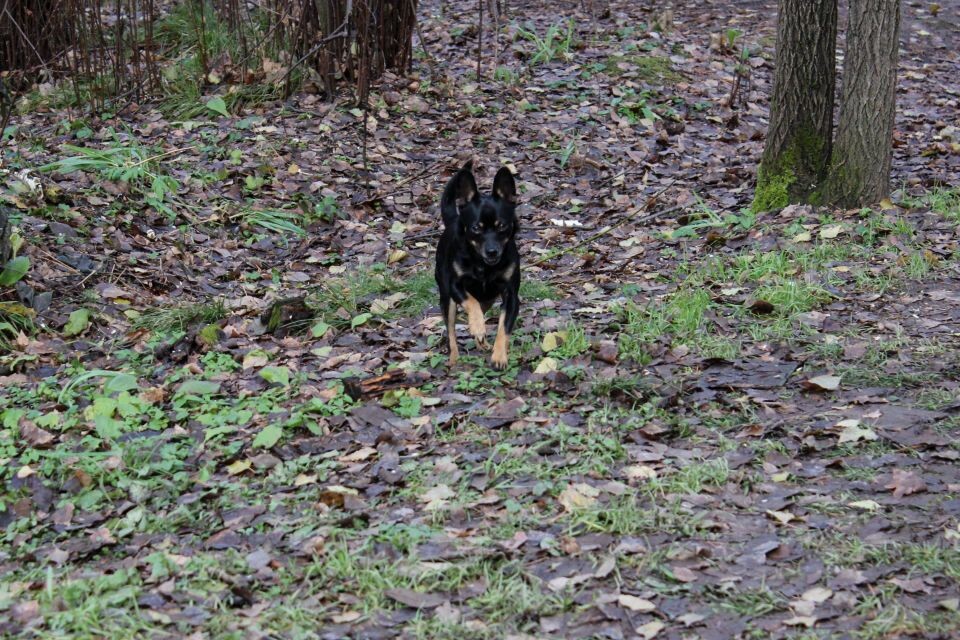    Терренкур "Старая мельница" в Белокурихе. Источник: Евгения Кочеткова/"Толк"