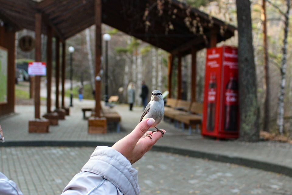    Терренкур "Старая мельница" в Белокурихе. Источник: Евгения Кочеткова/"Толк"