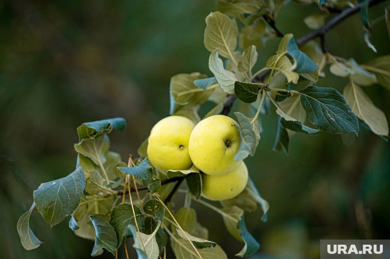     Молдавии некуда поставить фрукты