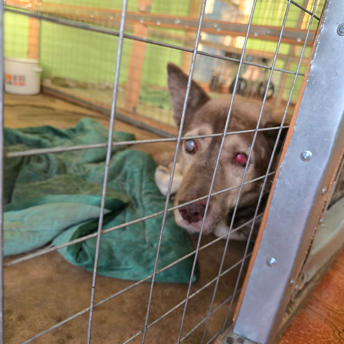 слепой взгляд сквозь решетку надежды