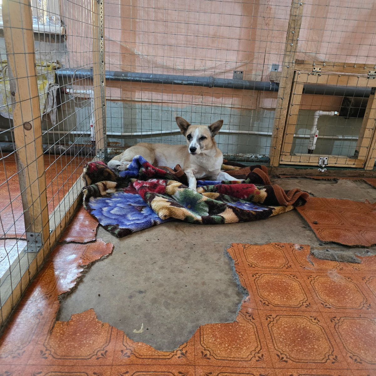 светлая надежда на цветном одеяле