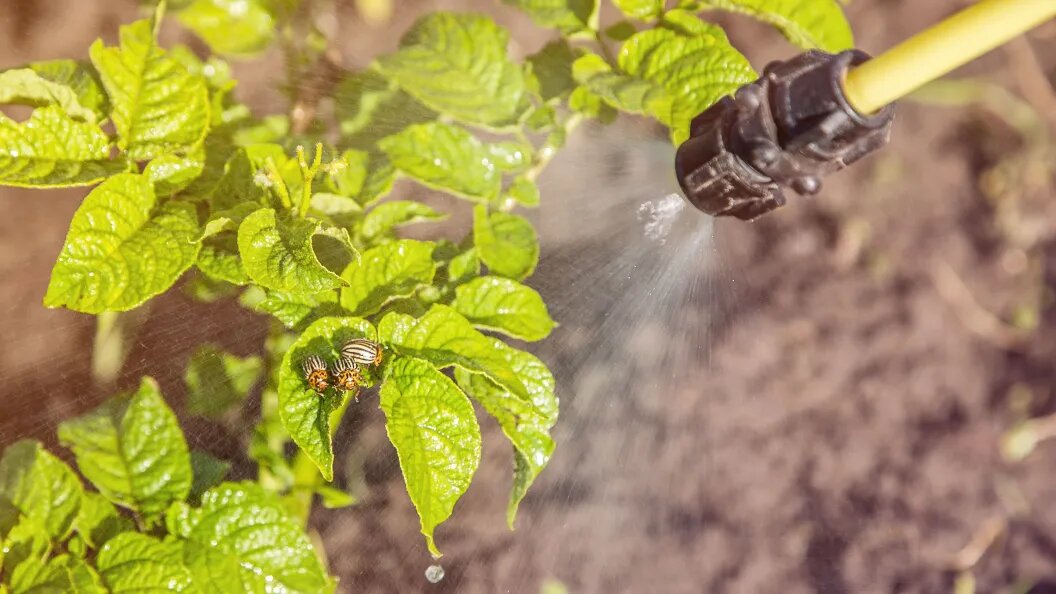    Фото: Царьград