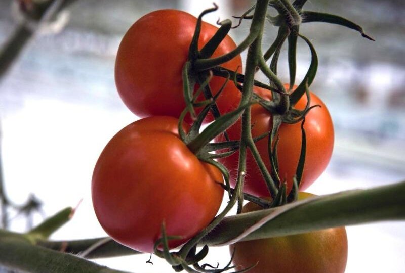 Эти сорта томатов можно сажать в 2026 году: мегаурожайные и ничем не болеют