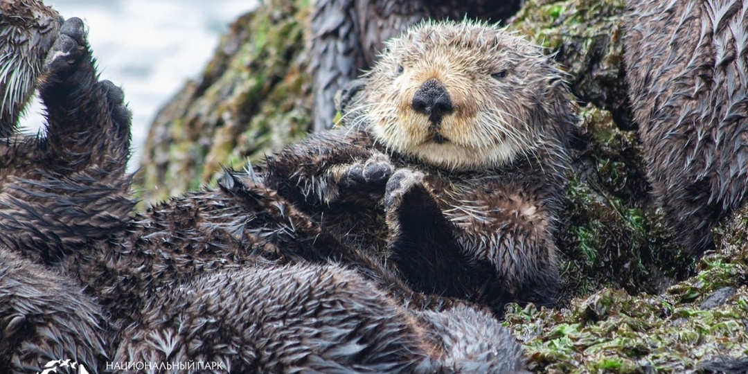 Популяция каланов на острове Медный у берегов Камчатки достигла исторического минимума