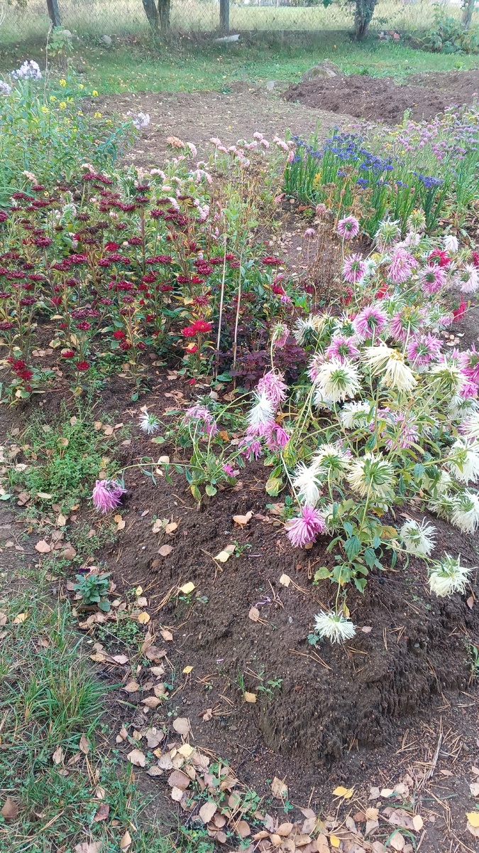 фото автора: осенние цветы в мамином палисаднике, Оля выращивала