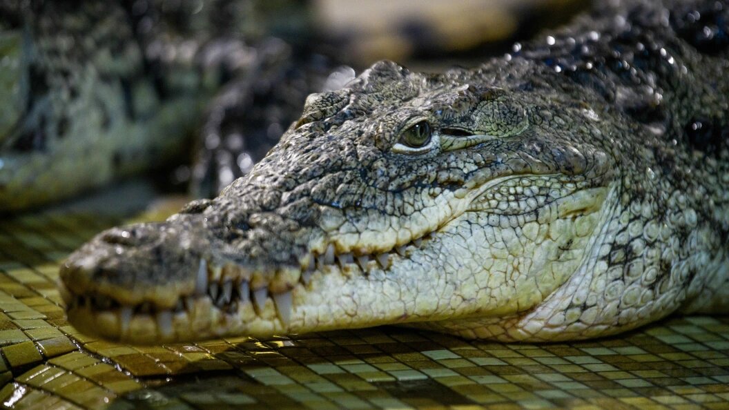    Фото: Ilya Moskovets/Globallookpress