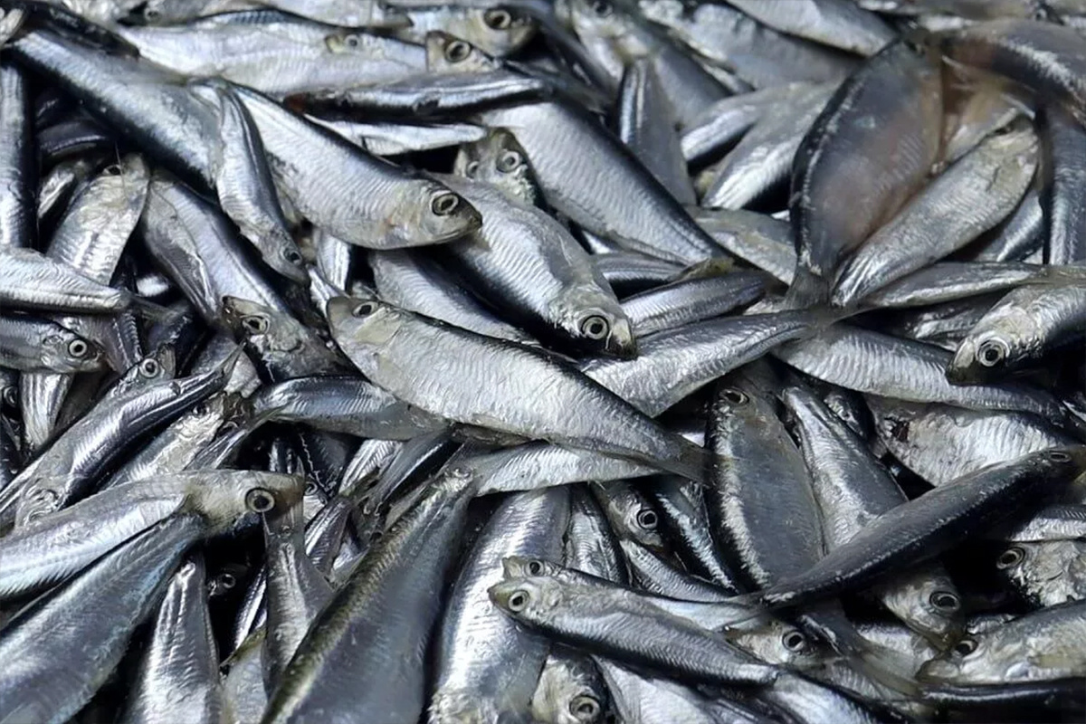    Фото: Азово-Черноморское межрегиональное управление Россельхознадзора