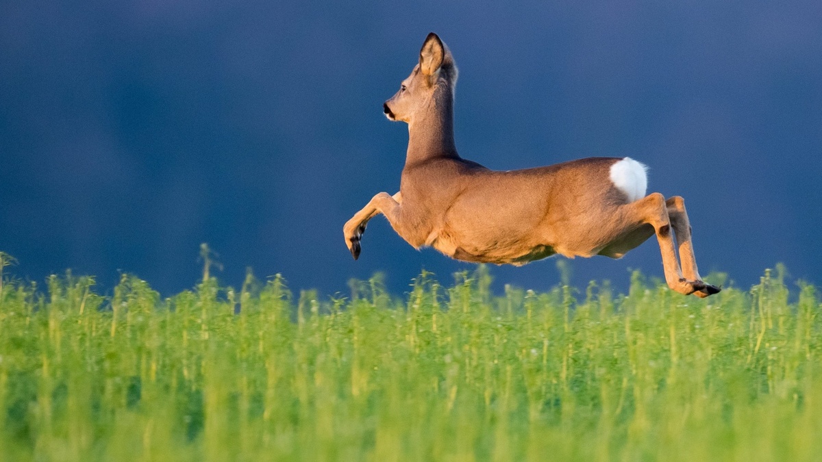 Фото с сайта: https://ekogradmoscow.ru/galerka/zamurrrrskie-vesti/kosulya-malenkij-olen-na-territorii-rossii