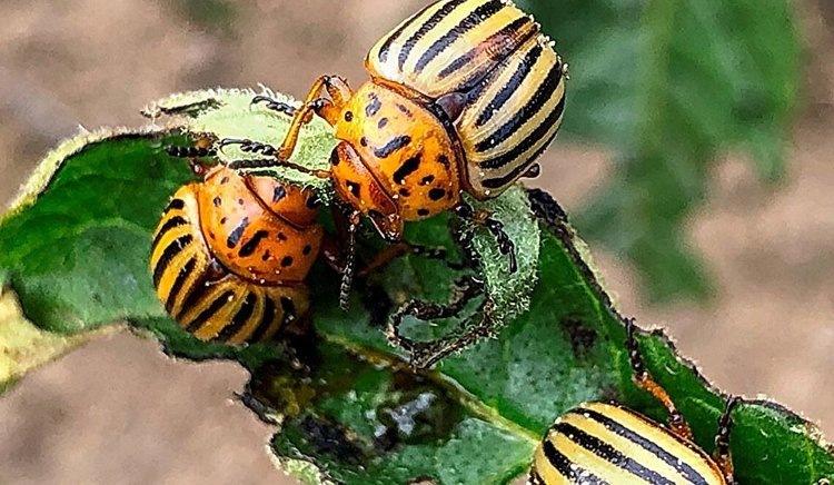    Фото: Brian Nault/Cornell University