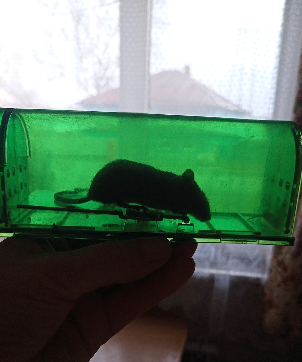 Фото автора канала "Волнушка"