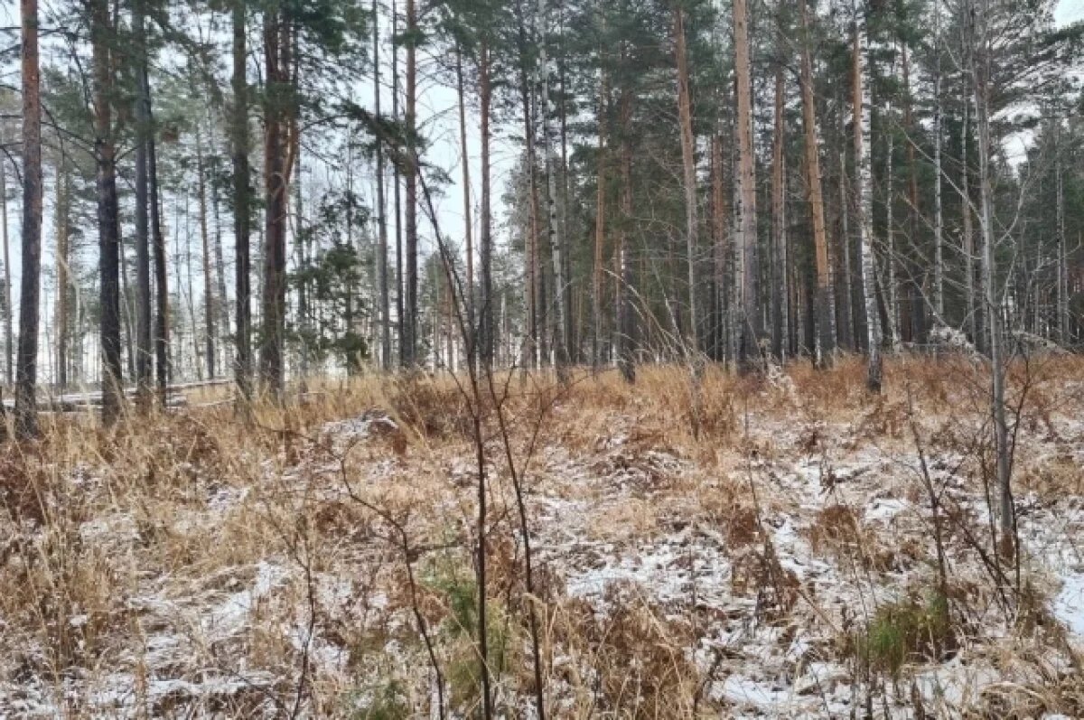    Пять черных лесорубов отправили под суд за вырубку леса на 117 млн рублей