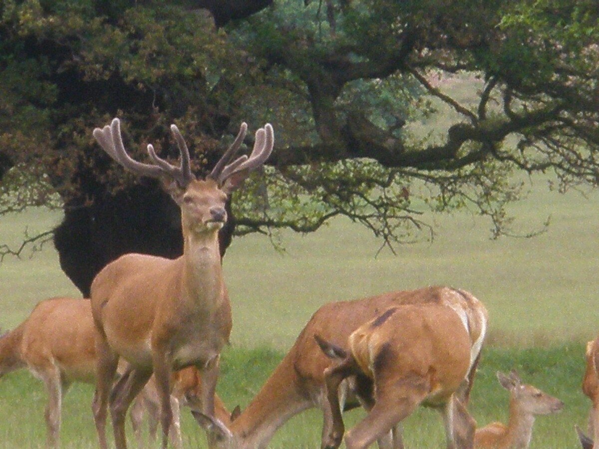 Emőke Dénes, CC BY-SA 4.0, via Wikimedia Commons