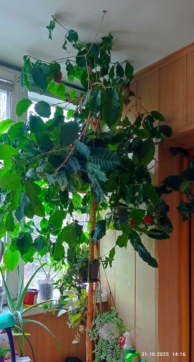 Мой зимний сад на лоджии