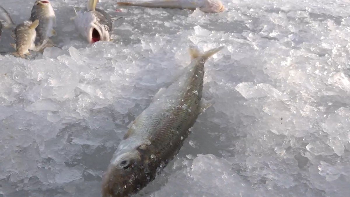 Фото с сайта: https://news.myseldon.com/ru/news/index/232175138