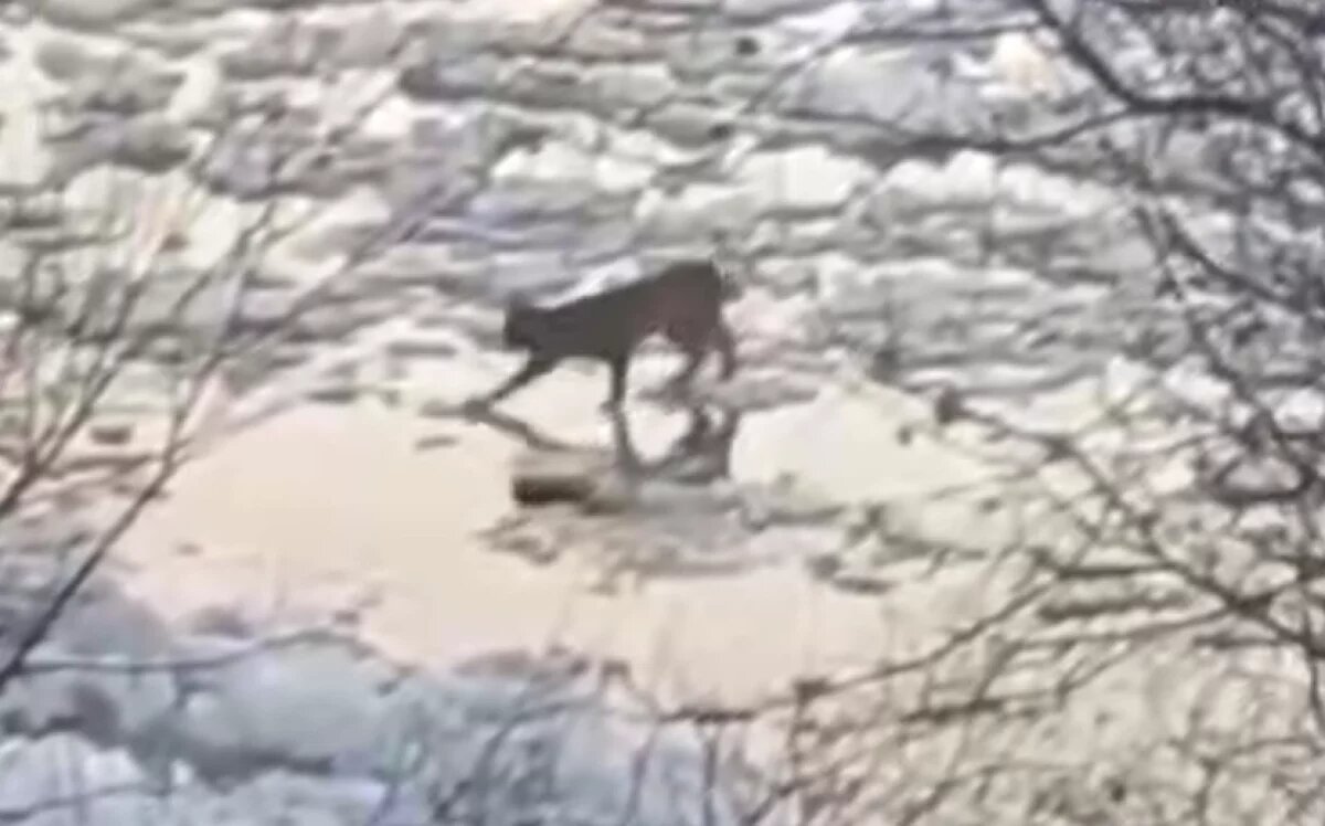    В Хабаровском крае рысь проверяла прочность льда на реке и провалилась