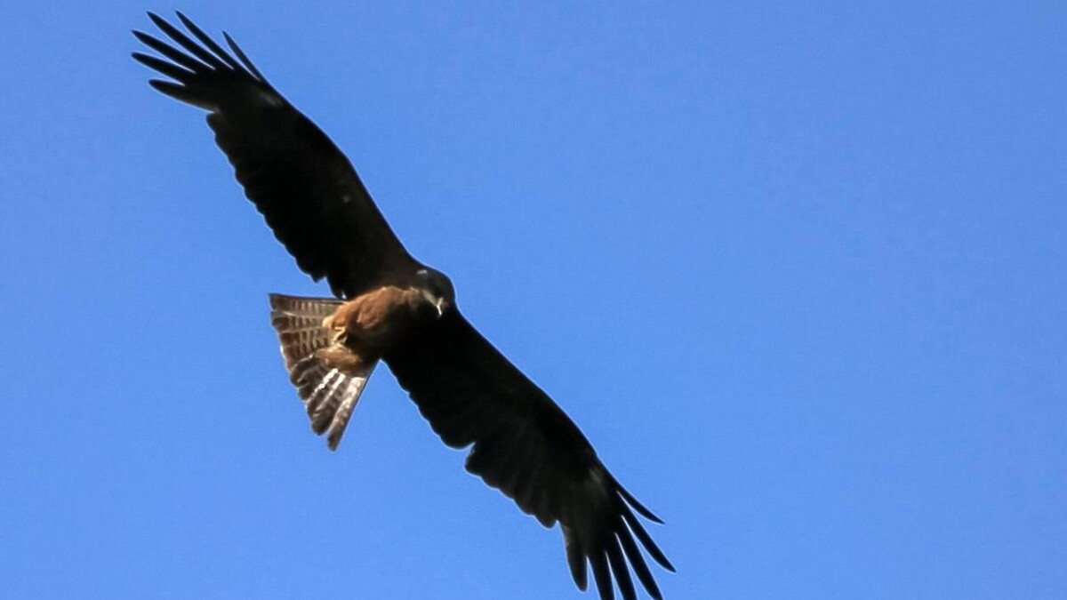 Фото с сайта: https://ria.ru/20220630/korshun-1799365167.html