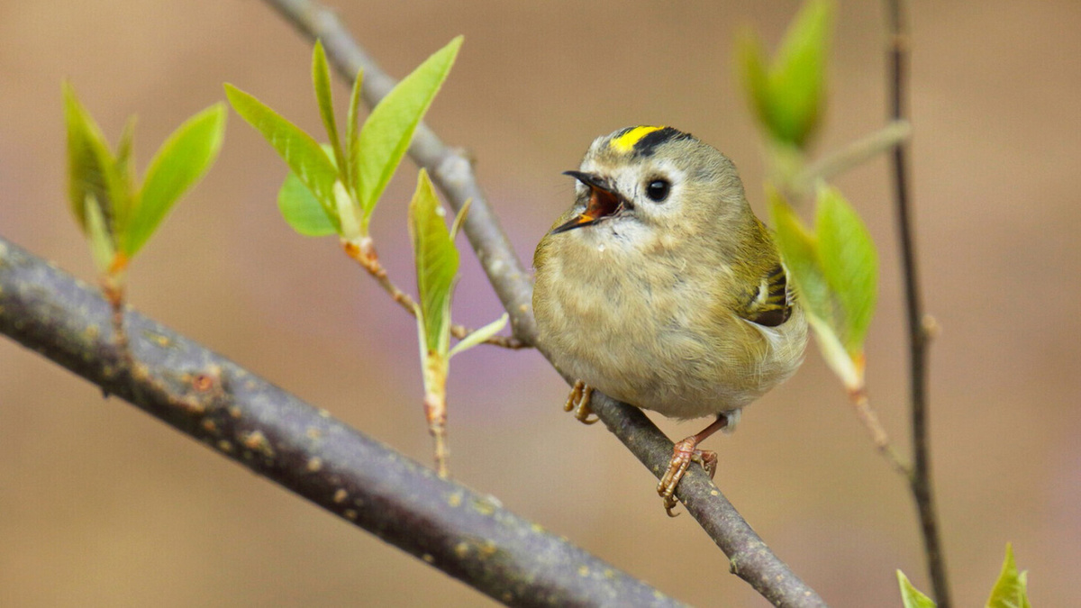 Фотос с айта: https://seks-pics.ru/птица+с+жёлтой+грудкой