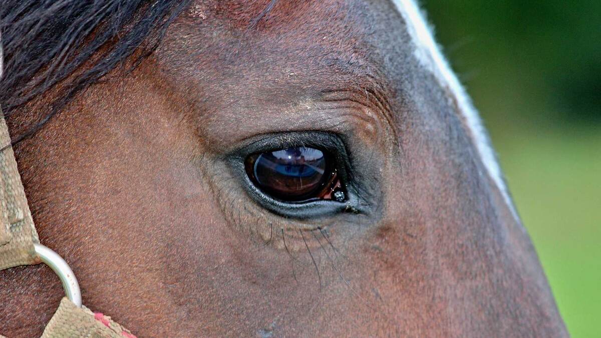 Фото с сайта: https://vlaamsparlement.tv/nieuwe-regels-voor-blokstaarten-bij-wedstrijden/