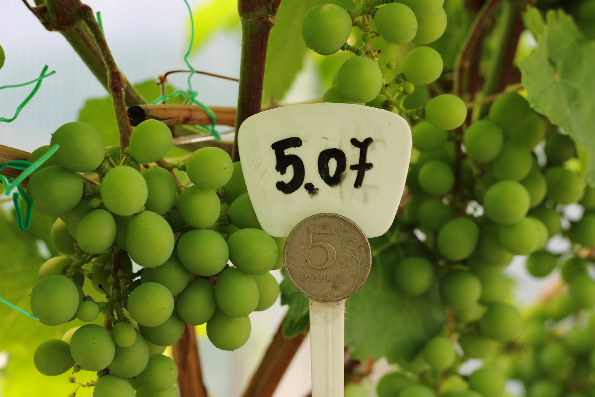 Начало июля.