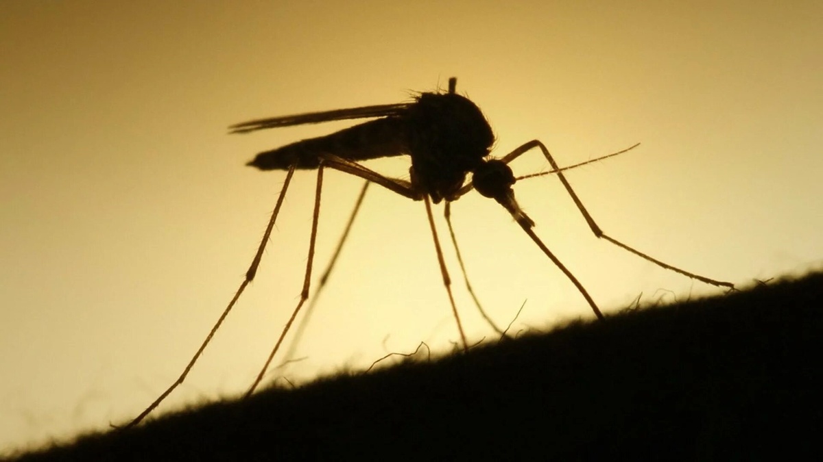 Фото с сайта: https://altavocesportatiles.net/mosquito+onlyfans