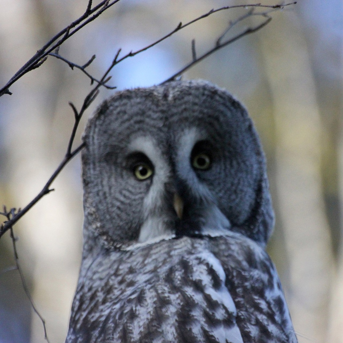 И тут голову поворачиваю...глаза ее на меня в упор смотрят, а я своим не верю!