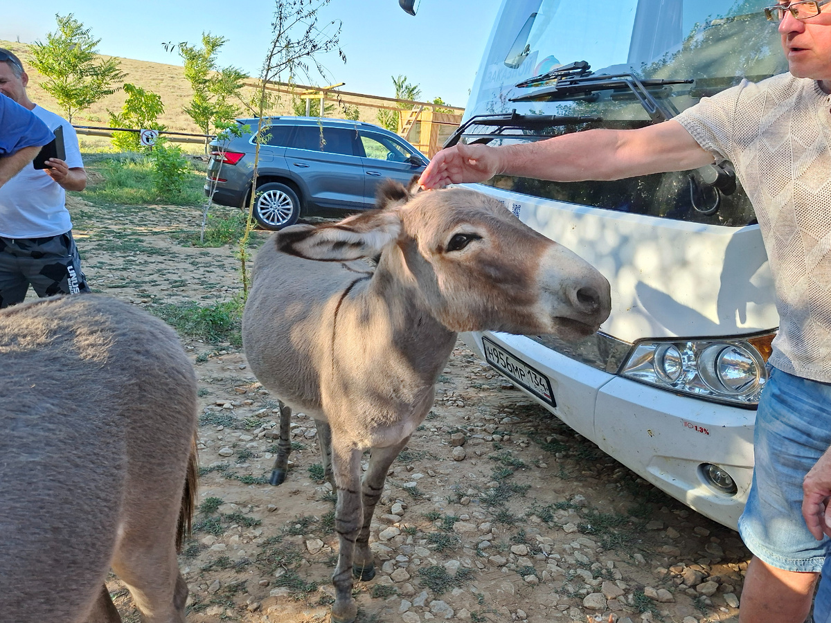 фото автора ослики